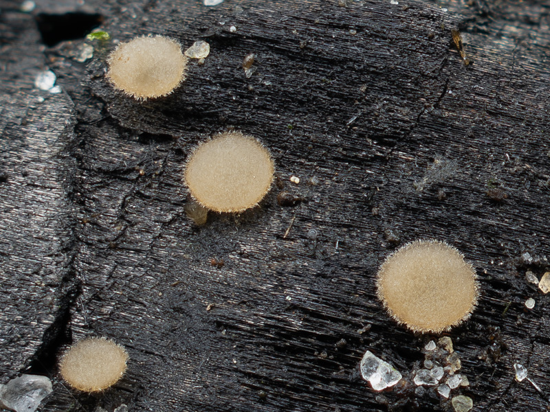 Trichophaea abundans